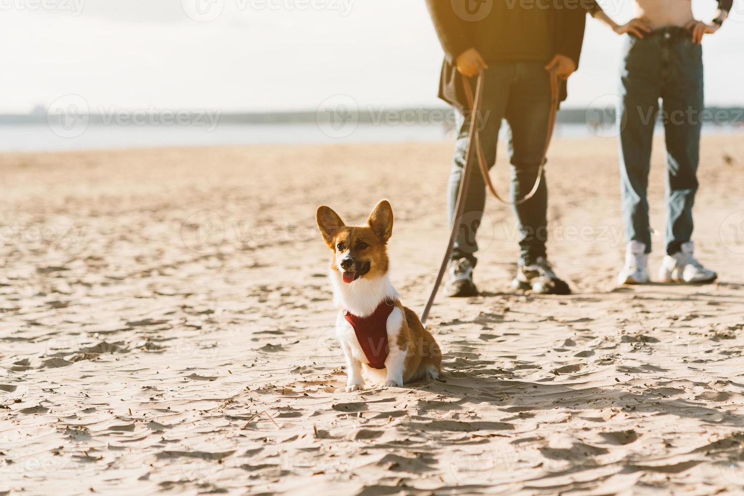 Cropped image of people walking in beach with dog. Foots of woman and man standing on sand photo