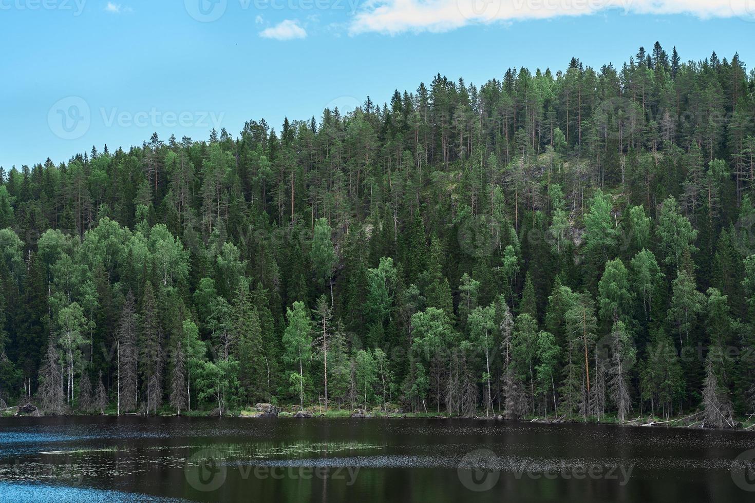 Majestic forest and picturesque river northern scenic environment Karelia photo