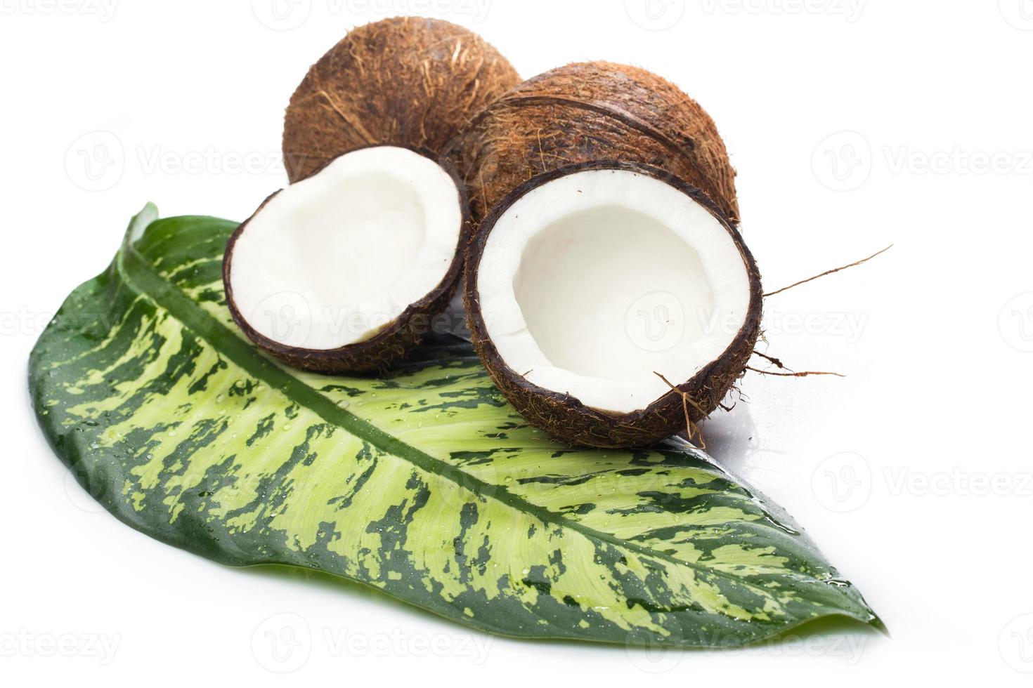 Coconuts on white background photo