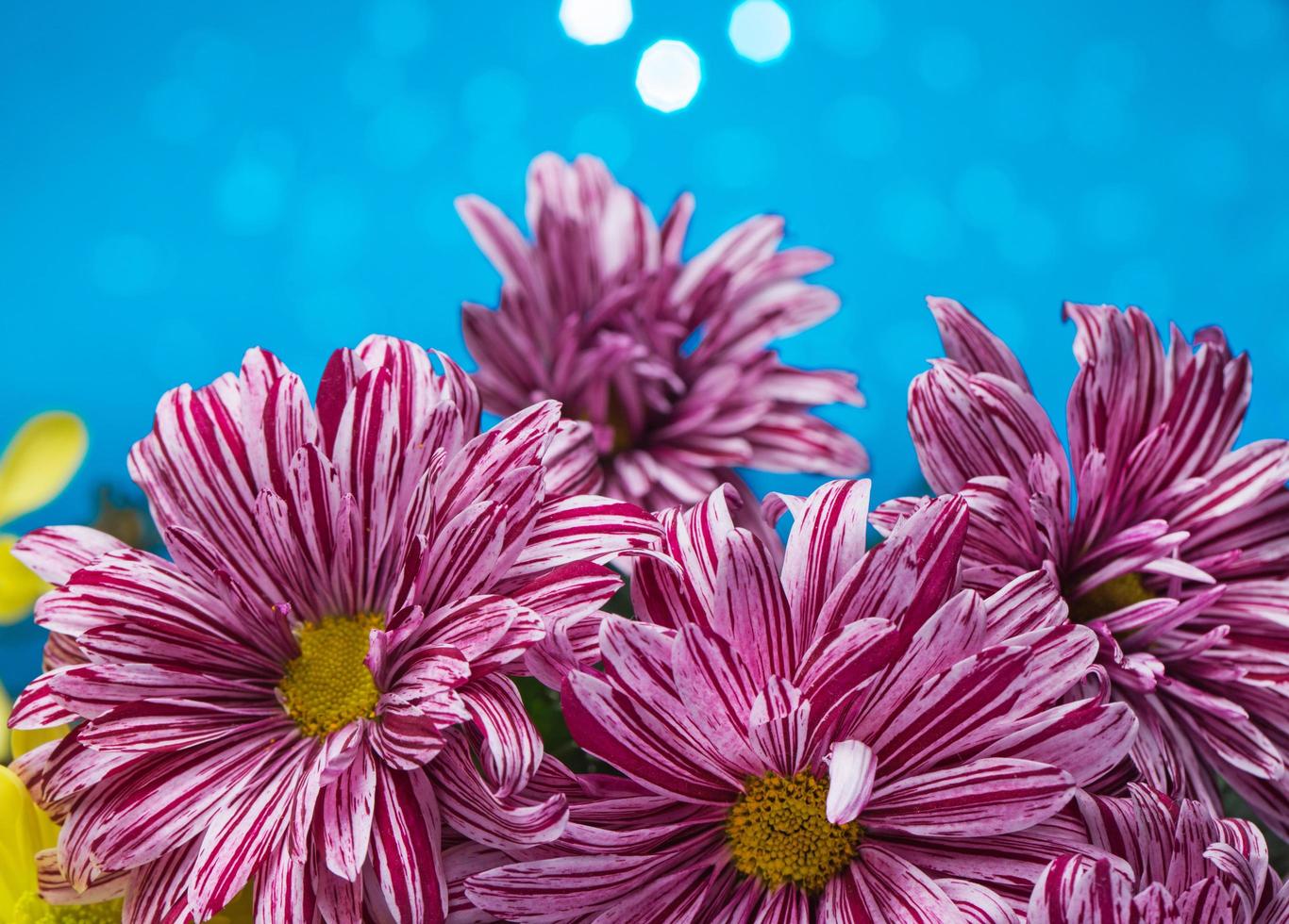 Flowers over blue bokeh background photo