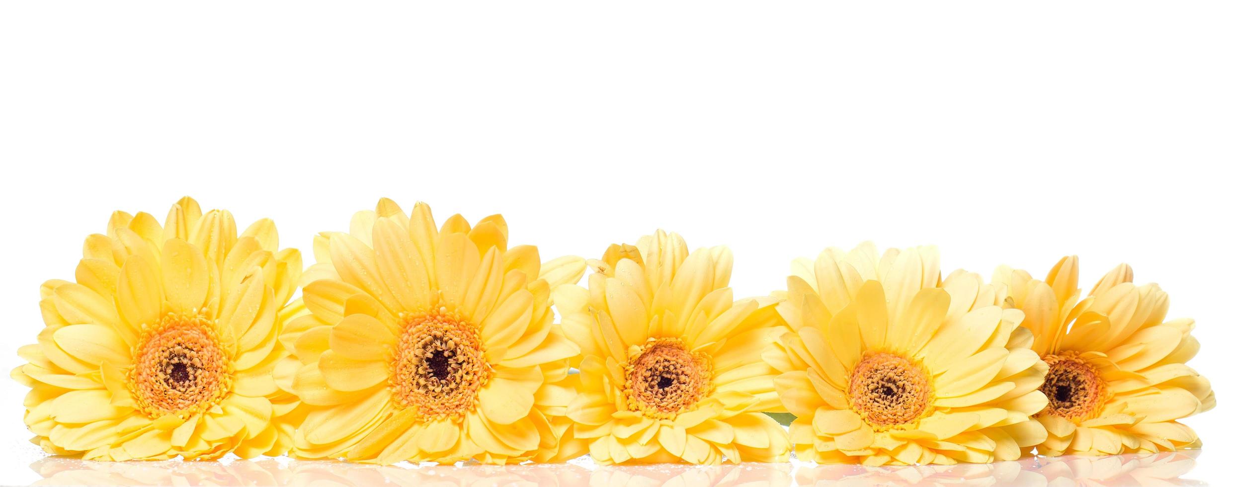 Yellow gerbera flower photo