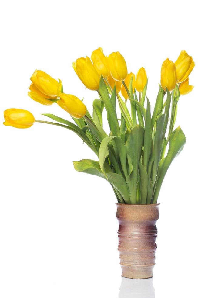 Beautiful yellow tulips photo