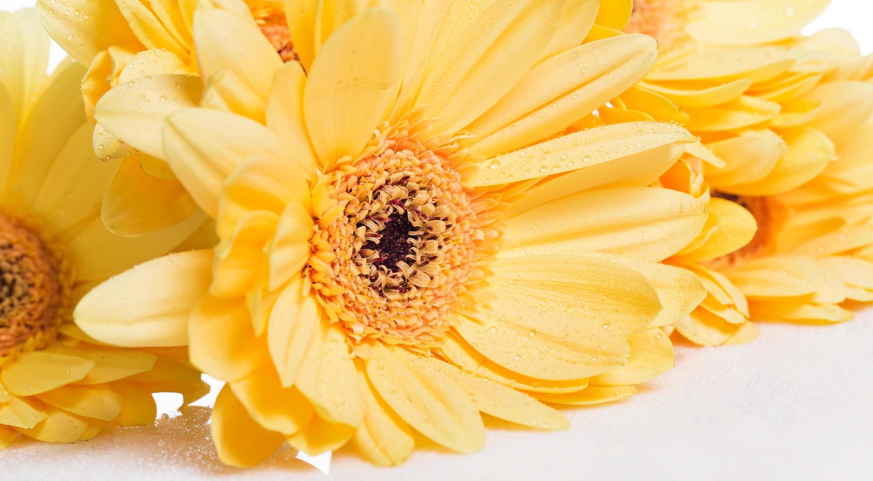 Yellow gerbera flower photo