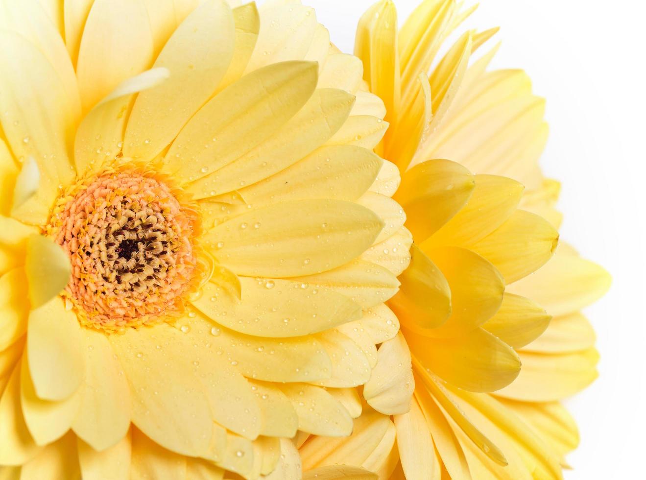 Yellow gerbera flower photo