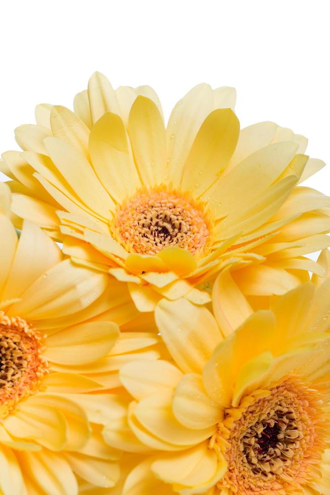 Yellow gerbera flower photo