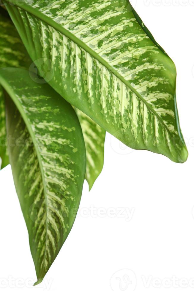 Green leaves of dieffenbachia photo