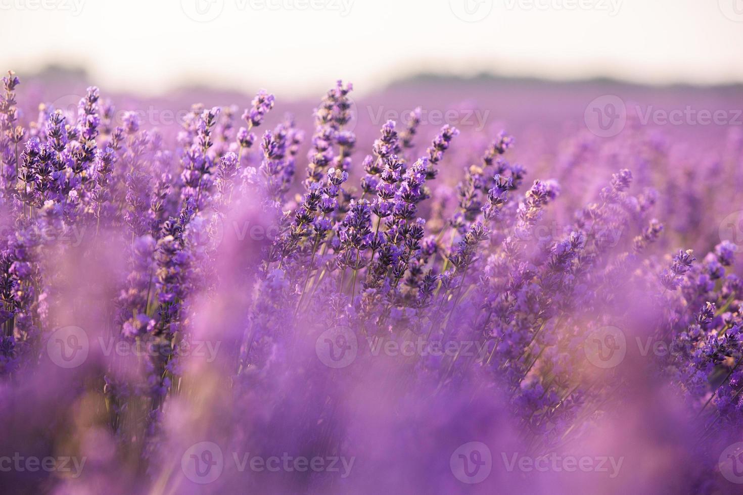 hermoso campo de lavanda al amanecer. fondo de flor morada. flor violeta plantas aromáticas. foto