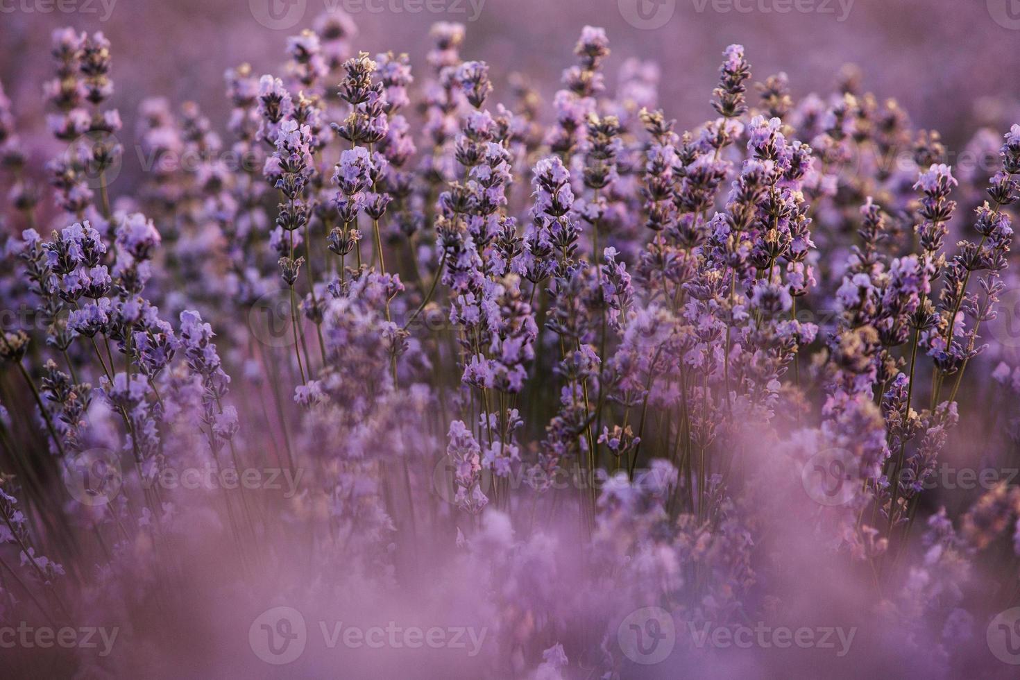 Beautiful lavender field at sunrise. Purple flower background. Blossom violet aromatic plants. photo