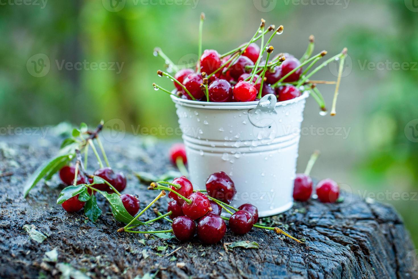 Fresh cherries in bowl. Close up view of pile of red ripe cherries. Red fruits in garden. photo