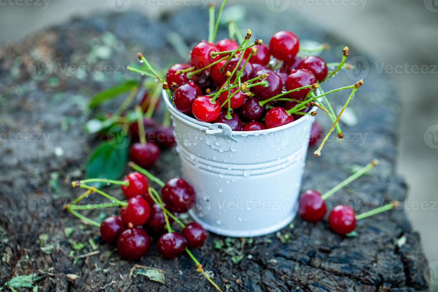 Fresh cherries in bowl. Close up view of pile of red ripe cherries. Red fruits in garden. photo