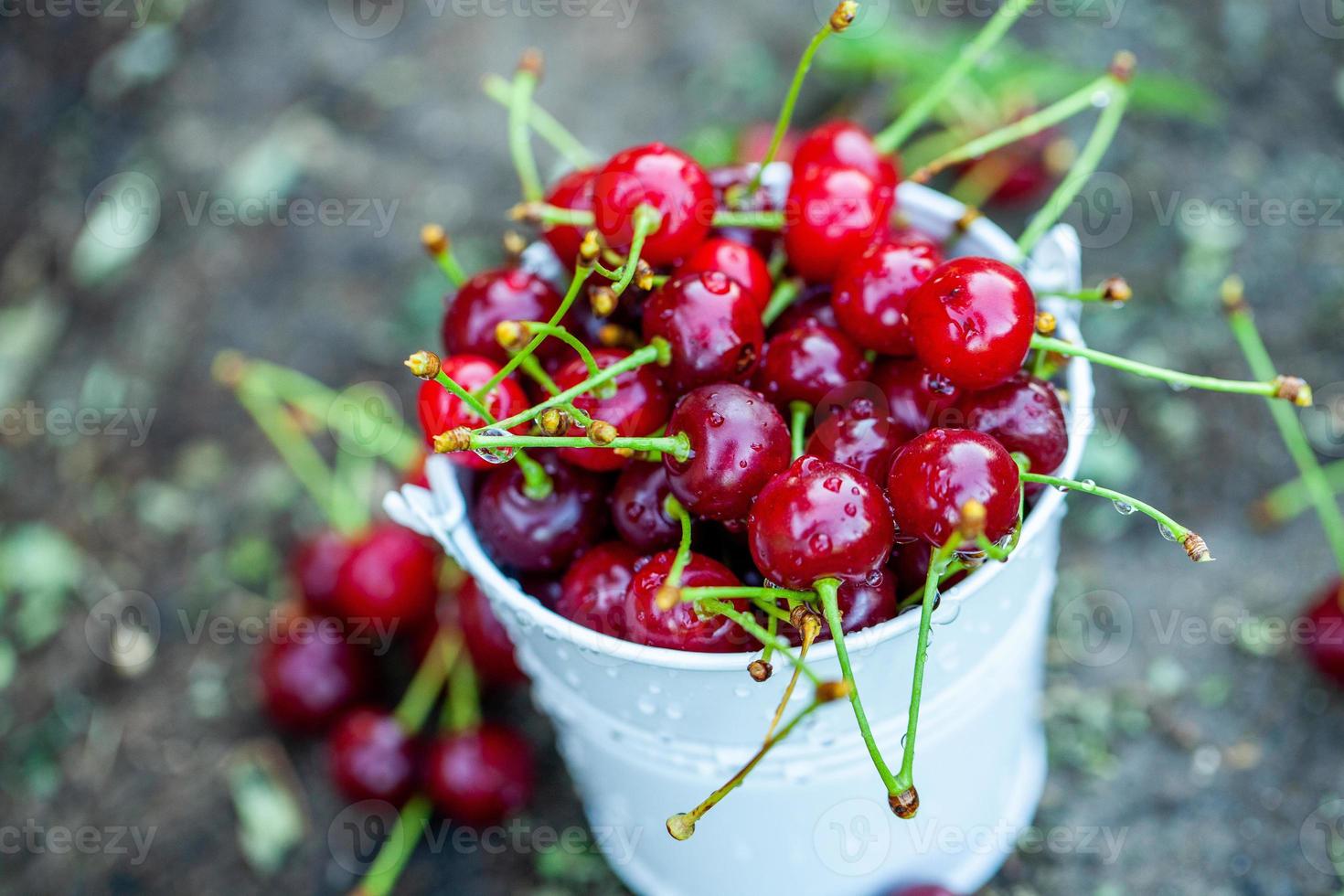 Fresh cherries in bowl. Close up view of pile of red ripe cherries. Red fruits in garden. photo