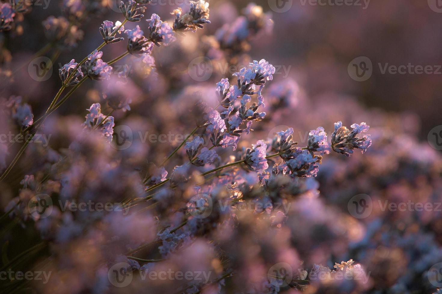 Beautiful lavender field at sunrise. Purple flower background. Blossom violet aromatic plants. photo