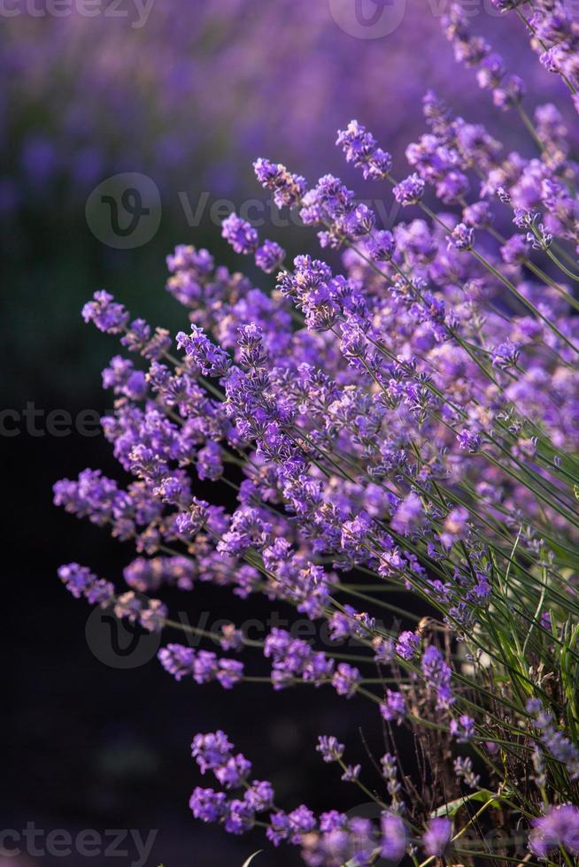 Beautiful lavender field at sunrise. Purple flower background. Blossom violet aromatic plants. photo