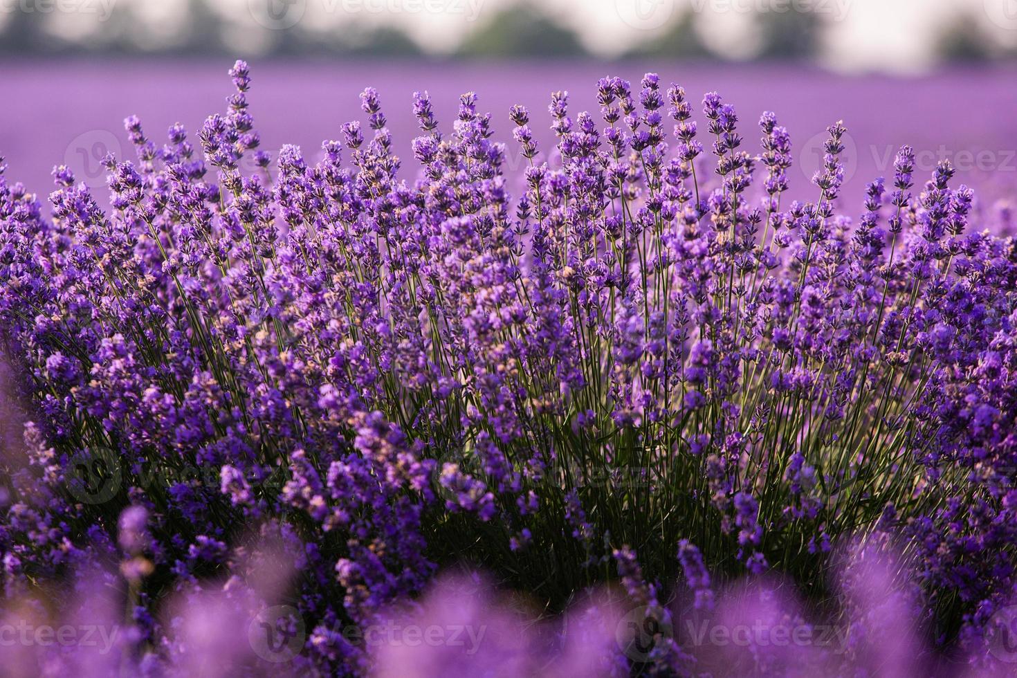 hermoso campo de lavanda al amanecer. fondo de flor morada. flor violeta plantas aromáticas. foto