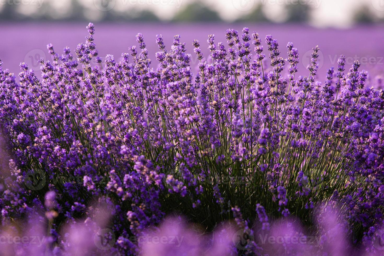 Beautiful lavender field at sunrise. Purple flower background. Blossom violet aromatic plants. photo