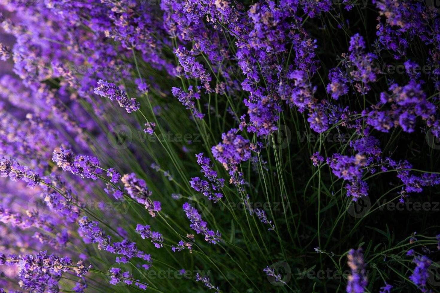 Beautiful lavender field at sunrise. Purple flower background. Blossom violet aromatic plants. photo