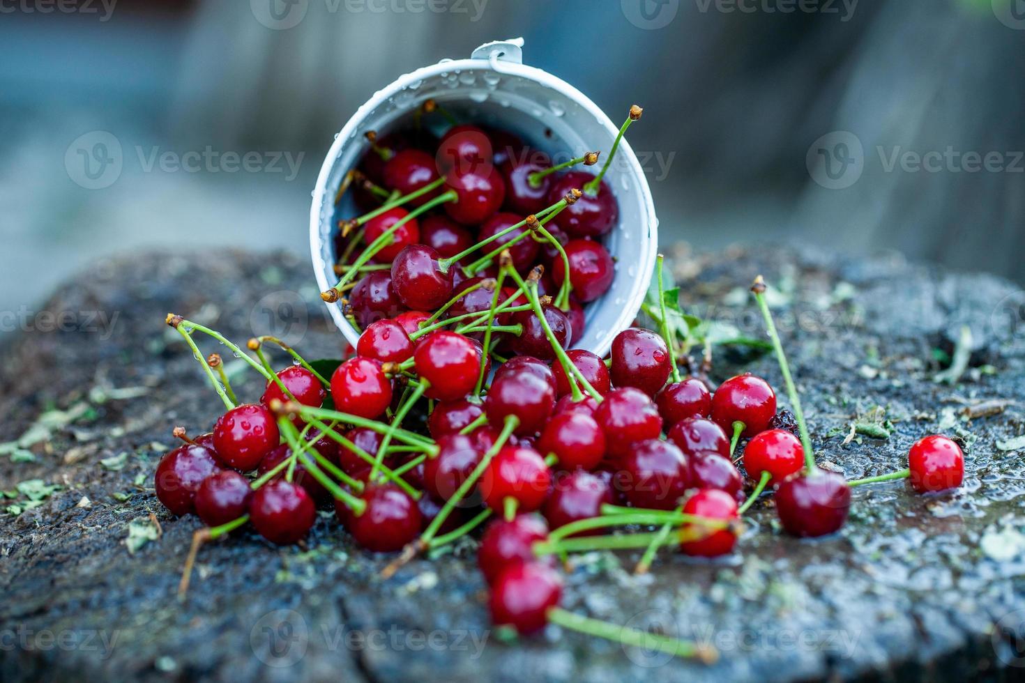 Fresh cherries in bowl. Close up view of pile of red ripe cherries. Red fruits in garden. photo