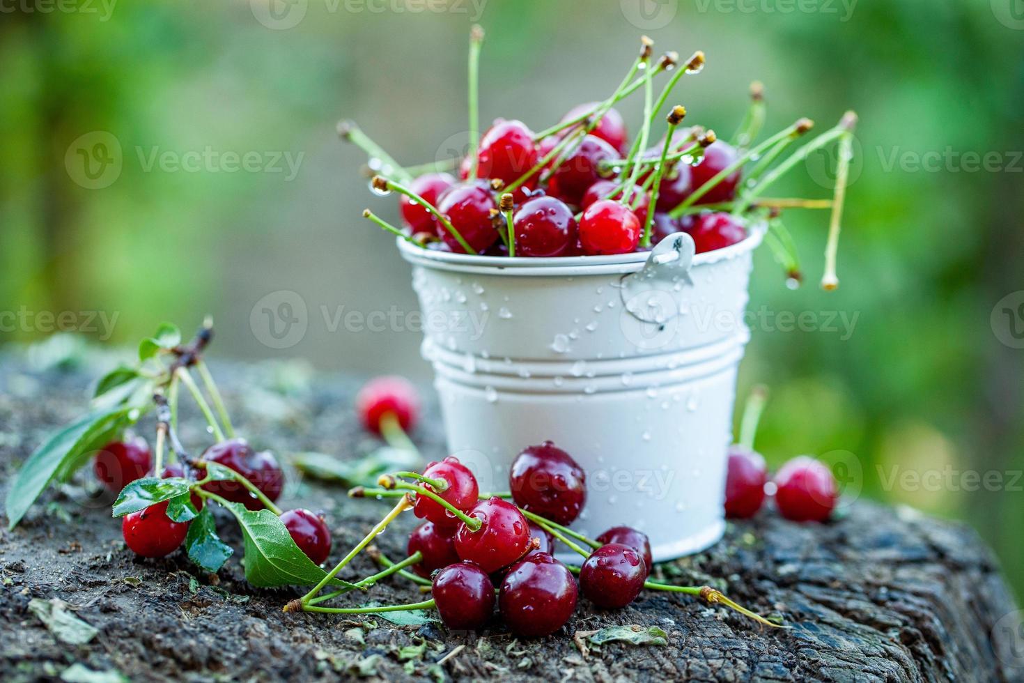 Fresh cherries in bowl. Close up view of pile of red ripe cherries. Red fruits in garden. photo