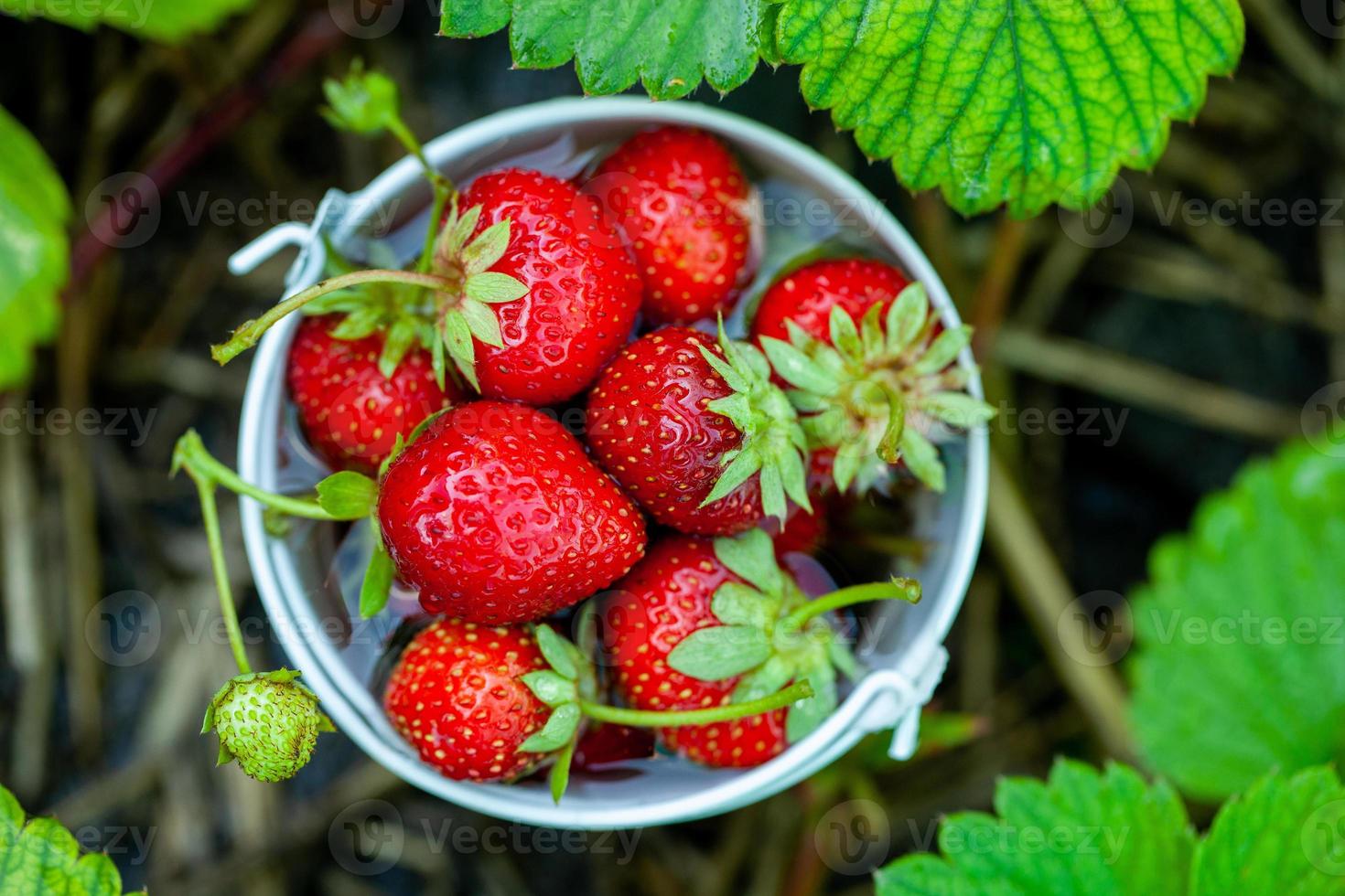 fresas frescas en el jardín. alimentos orgánicos. bayas saludables en un tazón. frutos rojos foto