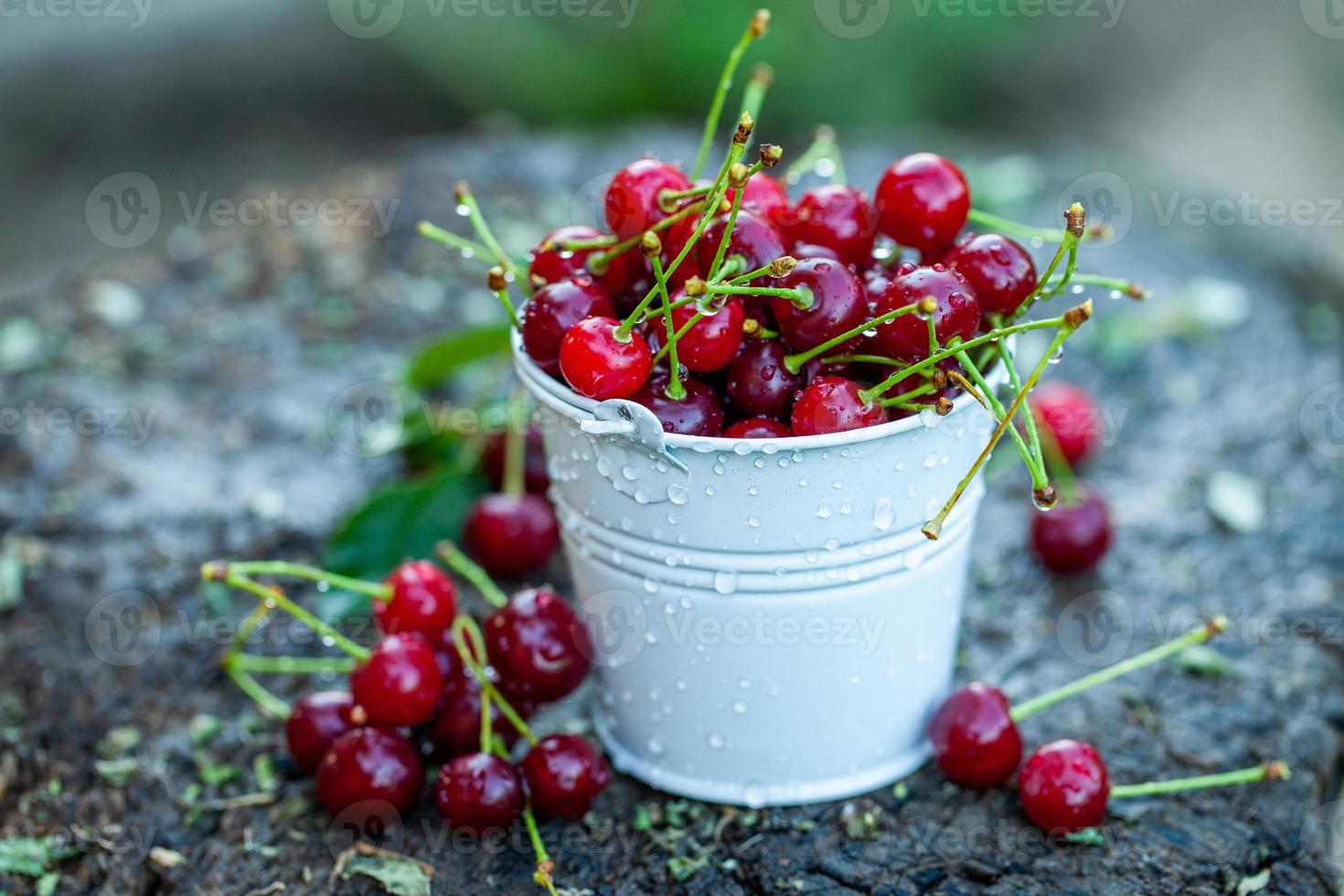 Fresh cherries in bowl. Close up view of pile of red ripe cherries. Red fruits in garden. photo