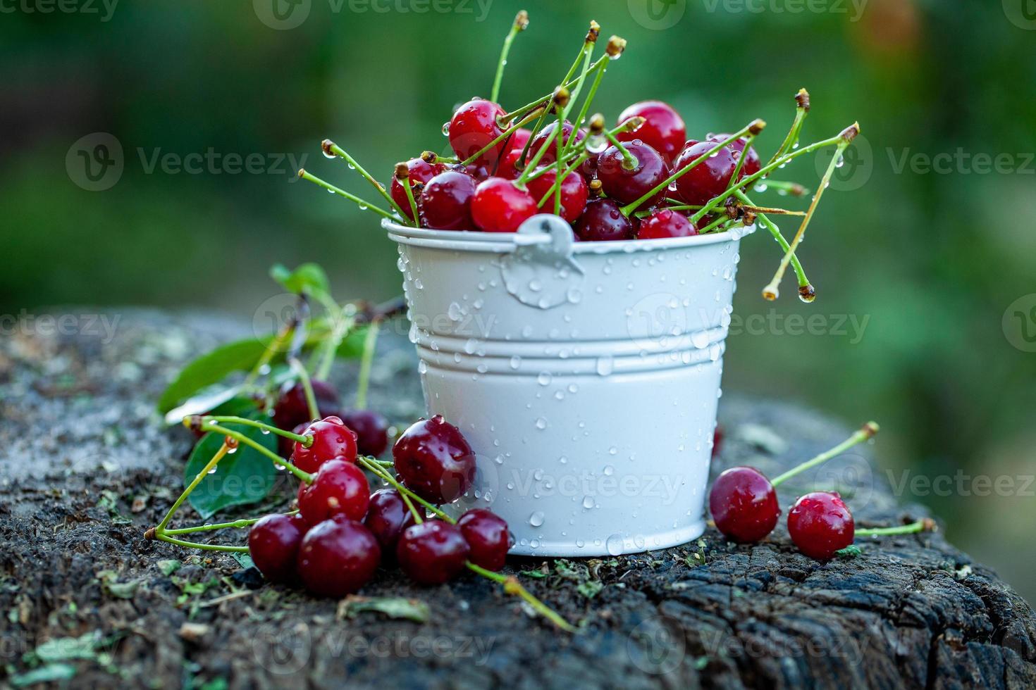 Fresh cherries in bowl. Close up view of pile of red ripe cherries. Red fruits in garden. photo