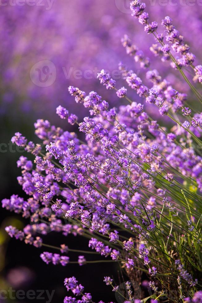 hermoso campo de lavanda al amanecer. fondo de flor morada. flor violeta  plantas aromáticas. 7284036 Foto de stock en Vecteezy