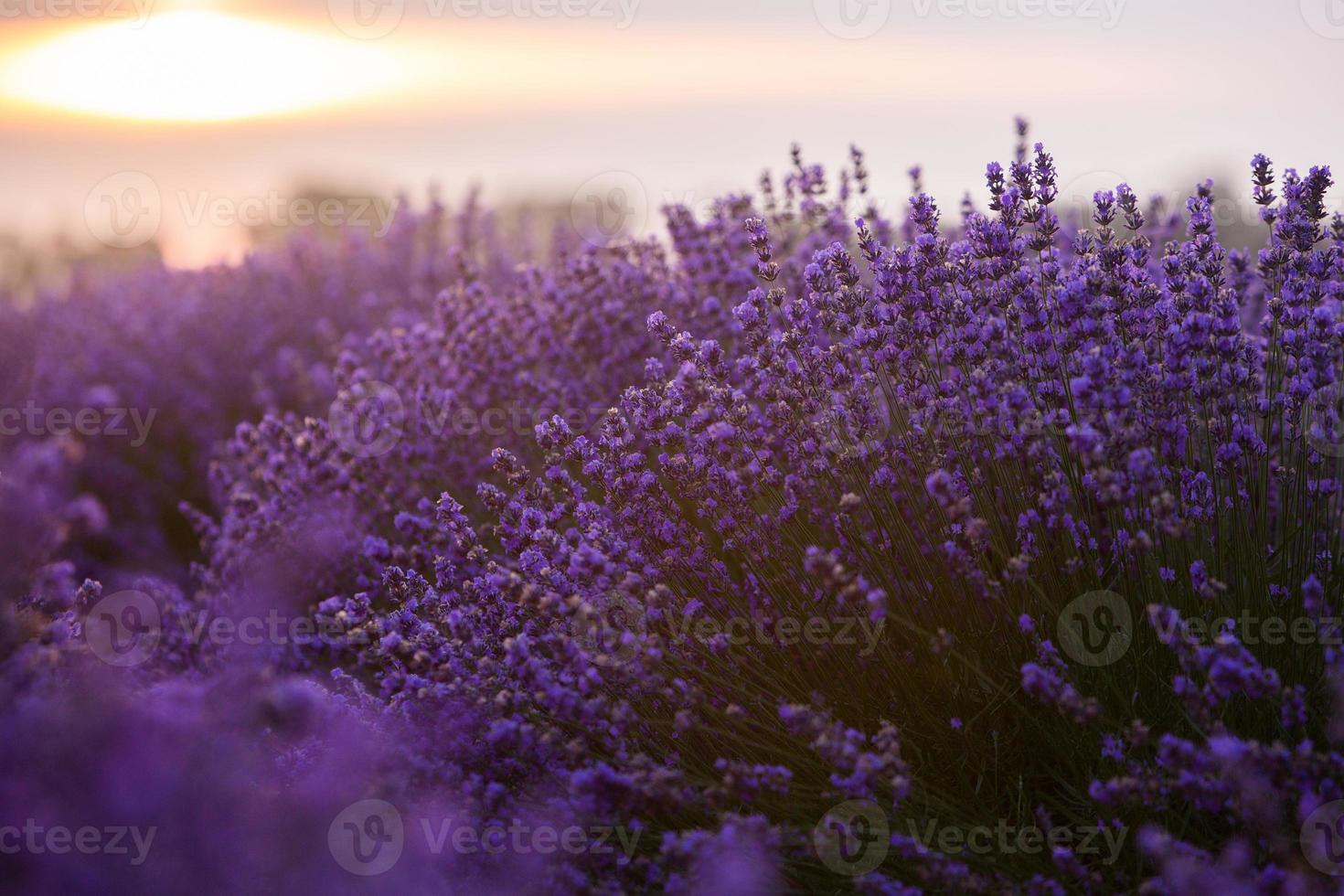 Beautiful lavender field at sunrise. Purple flower background. Blossom violet aromatic plants. photo