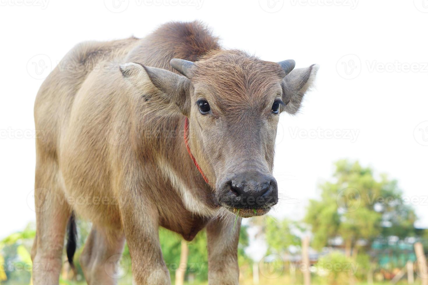 Thai buffalo children walks to eat grass in a wide field. photo