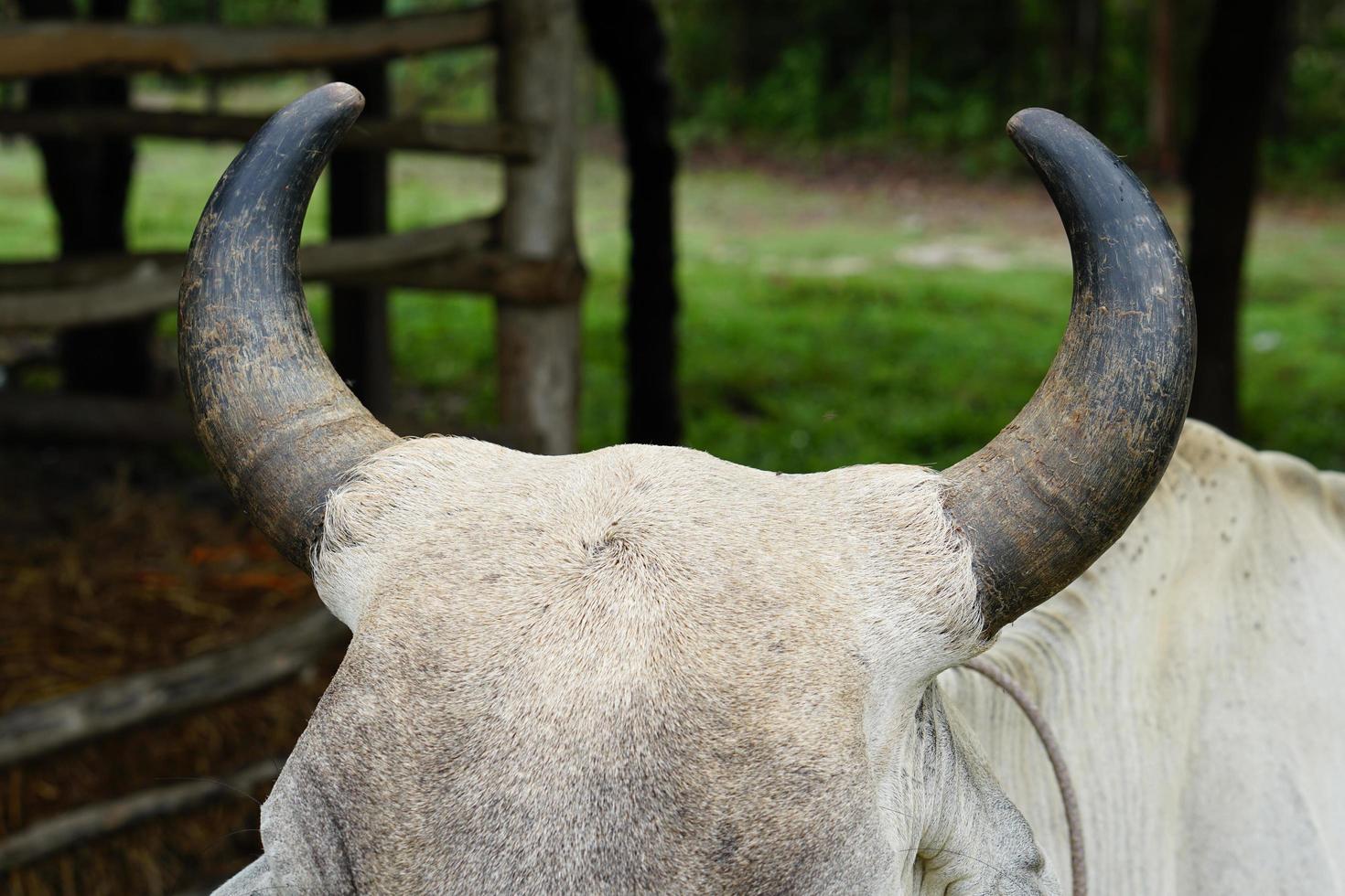 horn of black cow photo