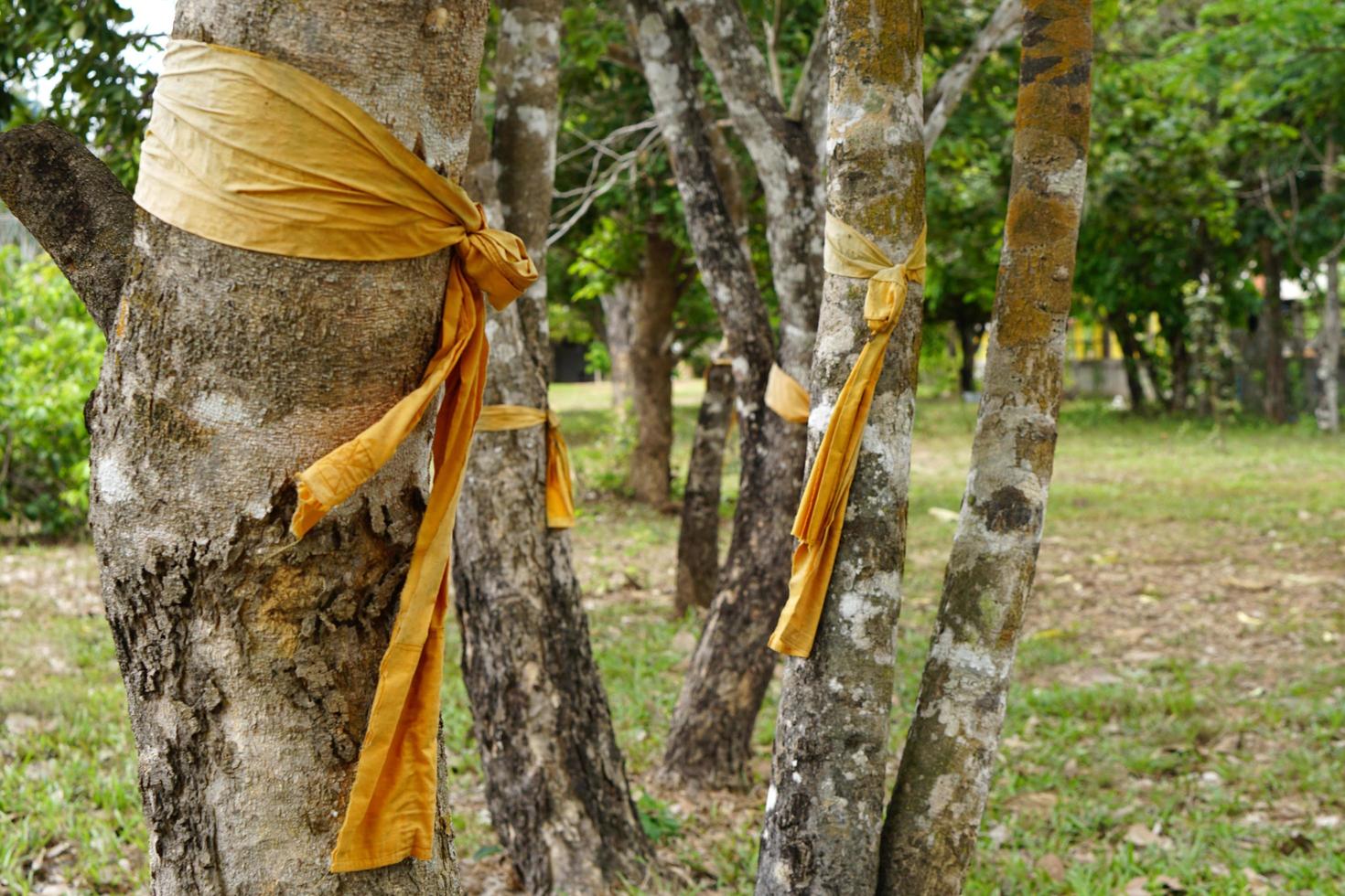 yellow cloth tied to a large tree represents the conservation of nature photo