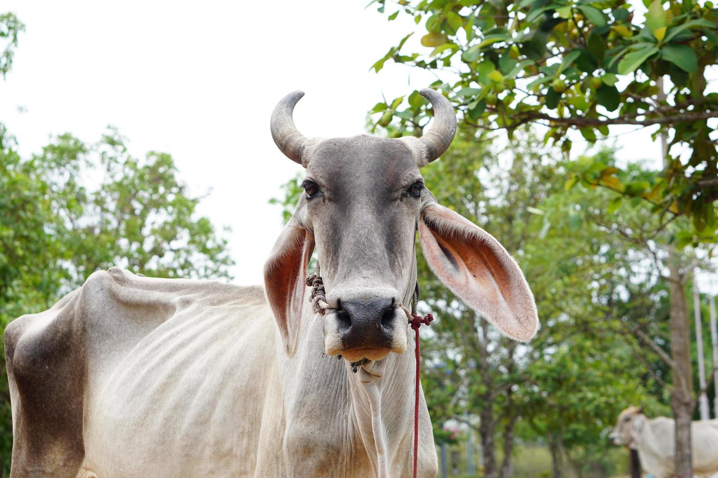 cow in the spanish cattle raising photo