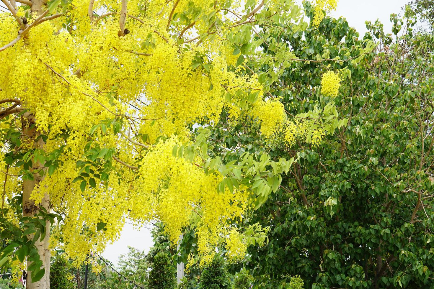 árbol de la lluvia dorada foto