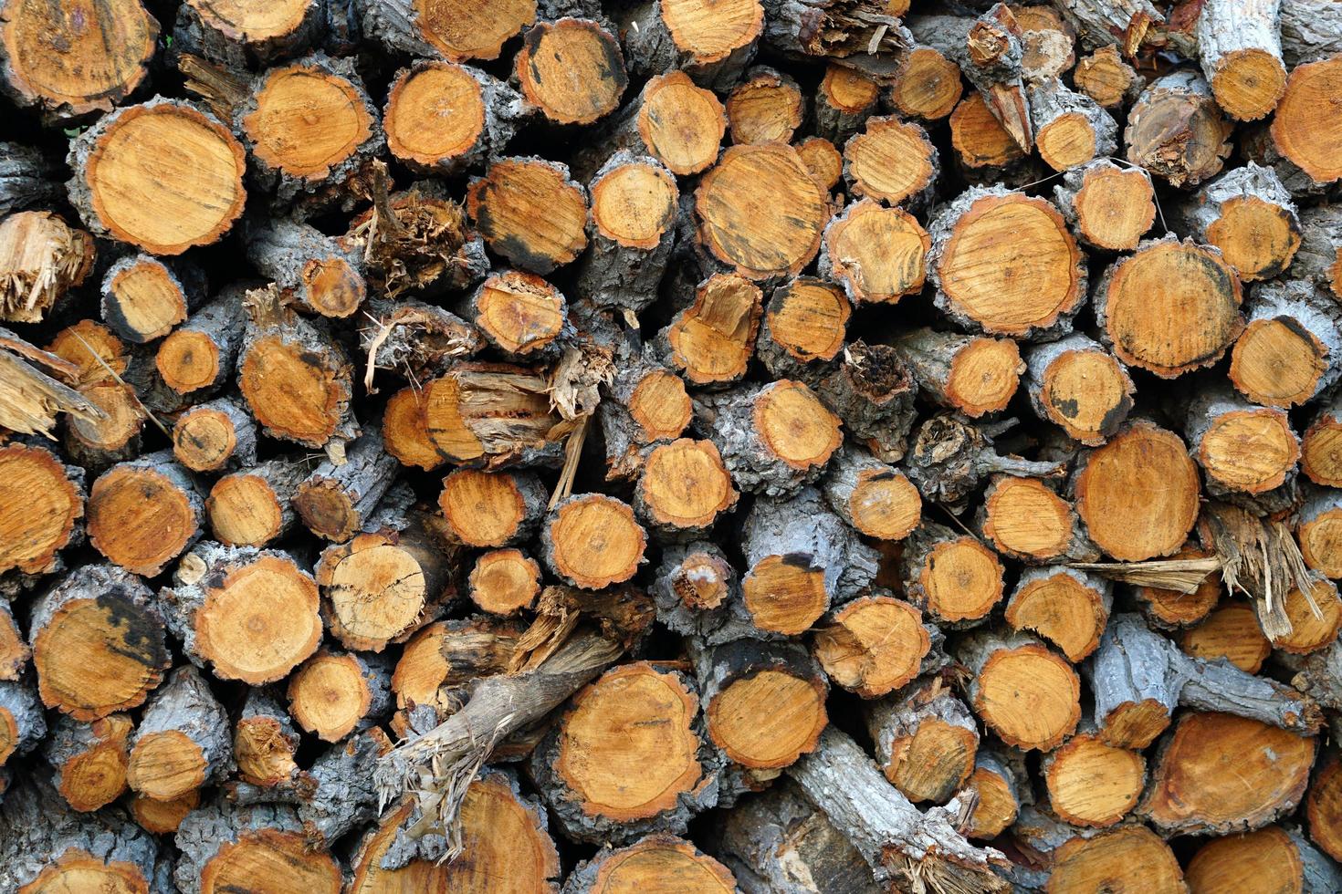 logs are cut and arranged in a row for friends to burn. photo