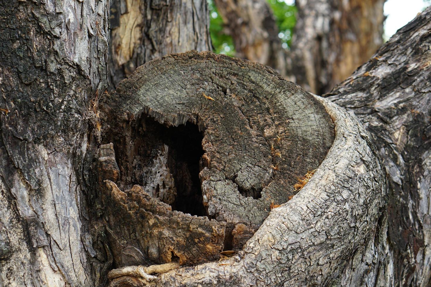 Trees with marks cut off photo