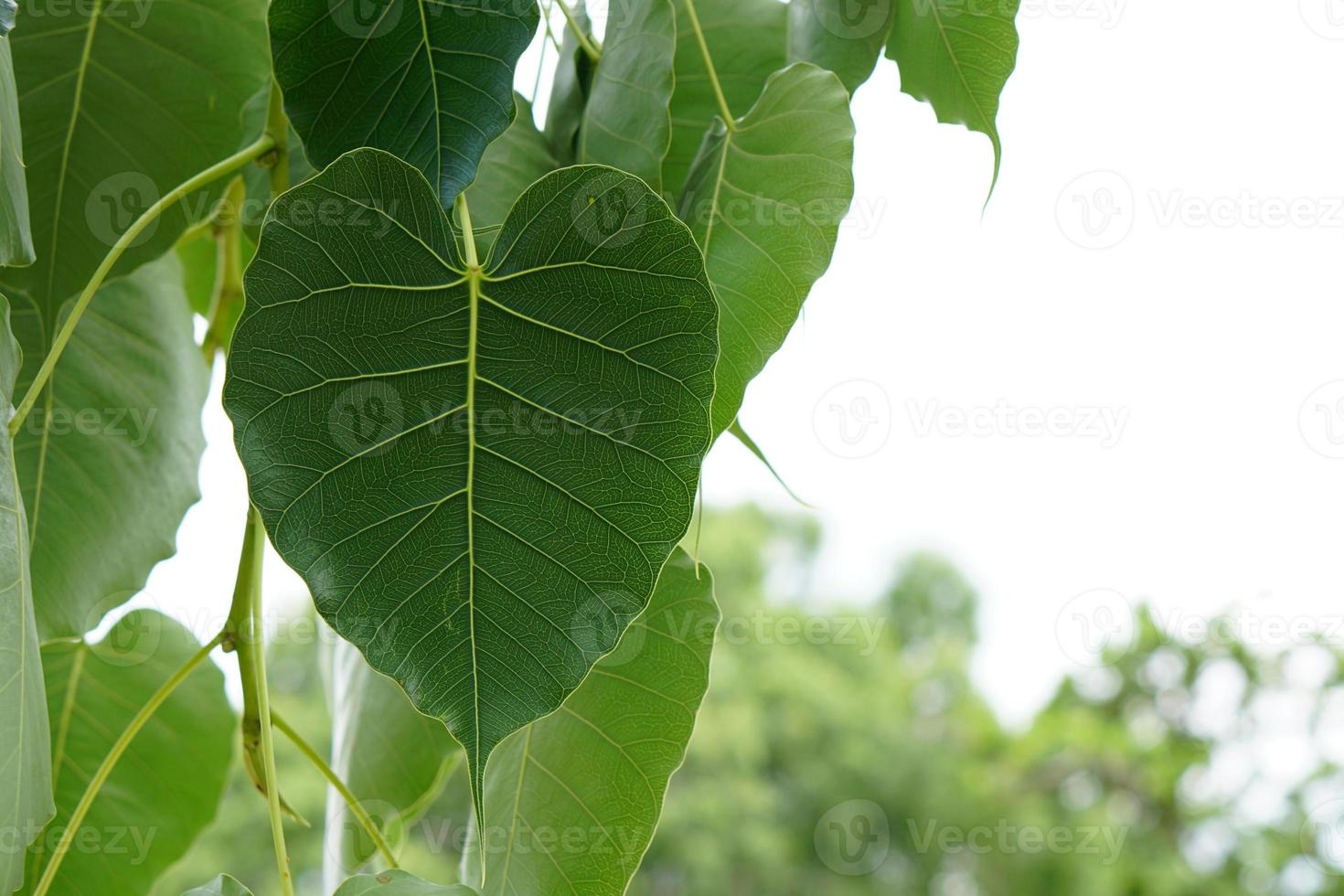 fondo verde de la hoja de bodhi el árbol donde falleció el buda foto