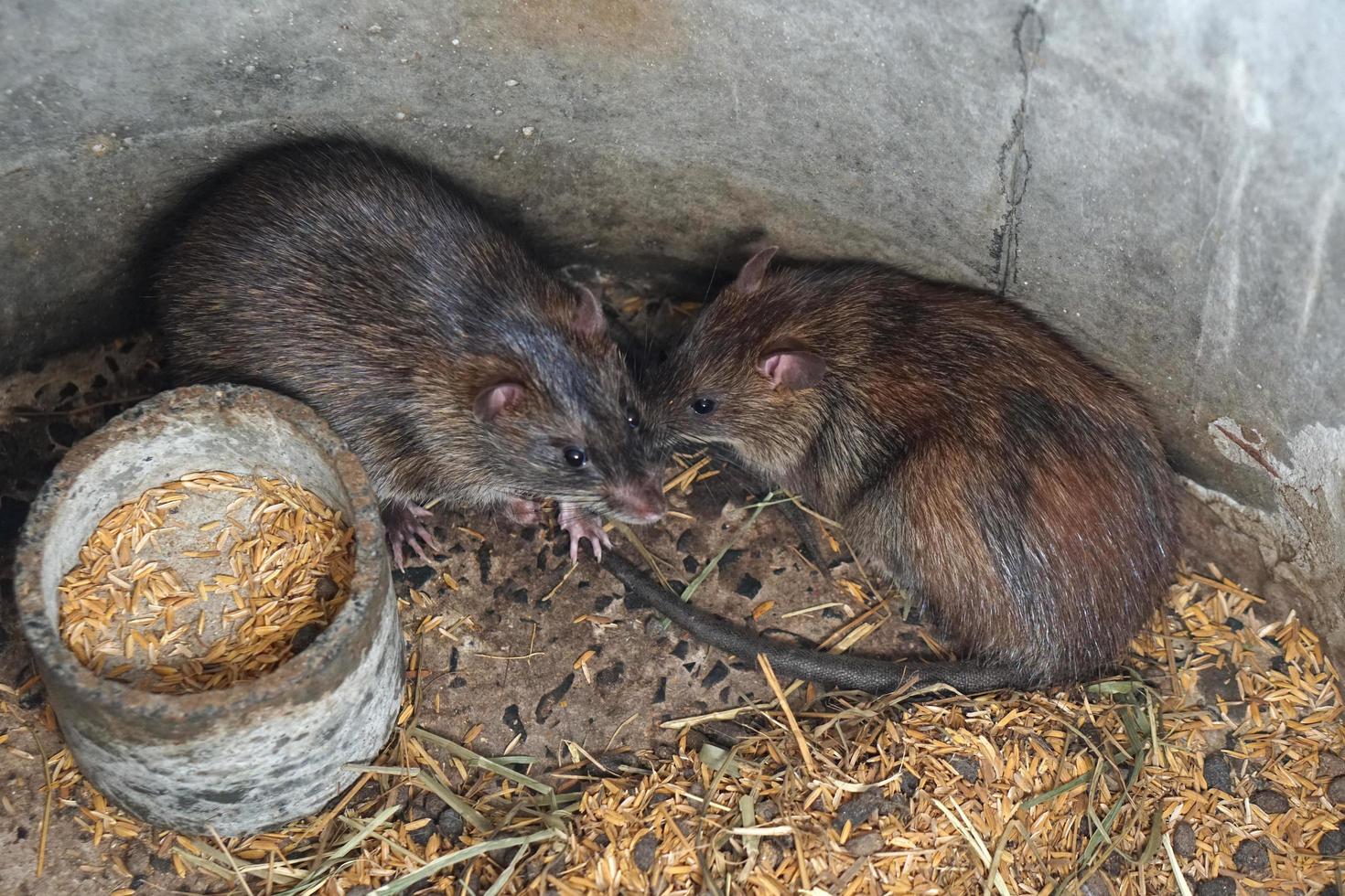 rats in the farm are paired with each other. 7285026 Stock Photo at