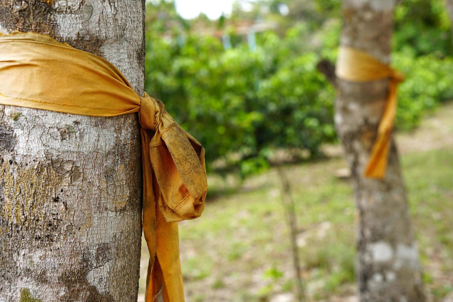 yellow cloth tied to a large tree represents the conservation of nature photo