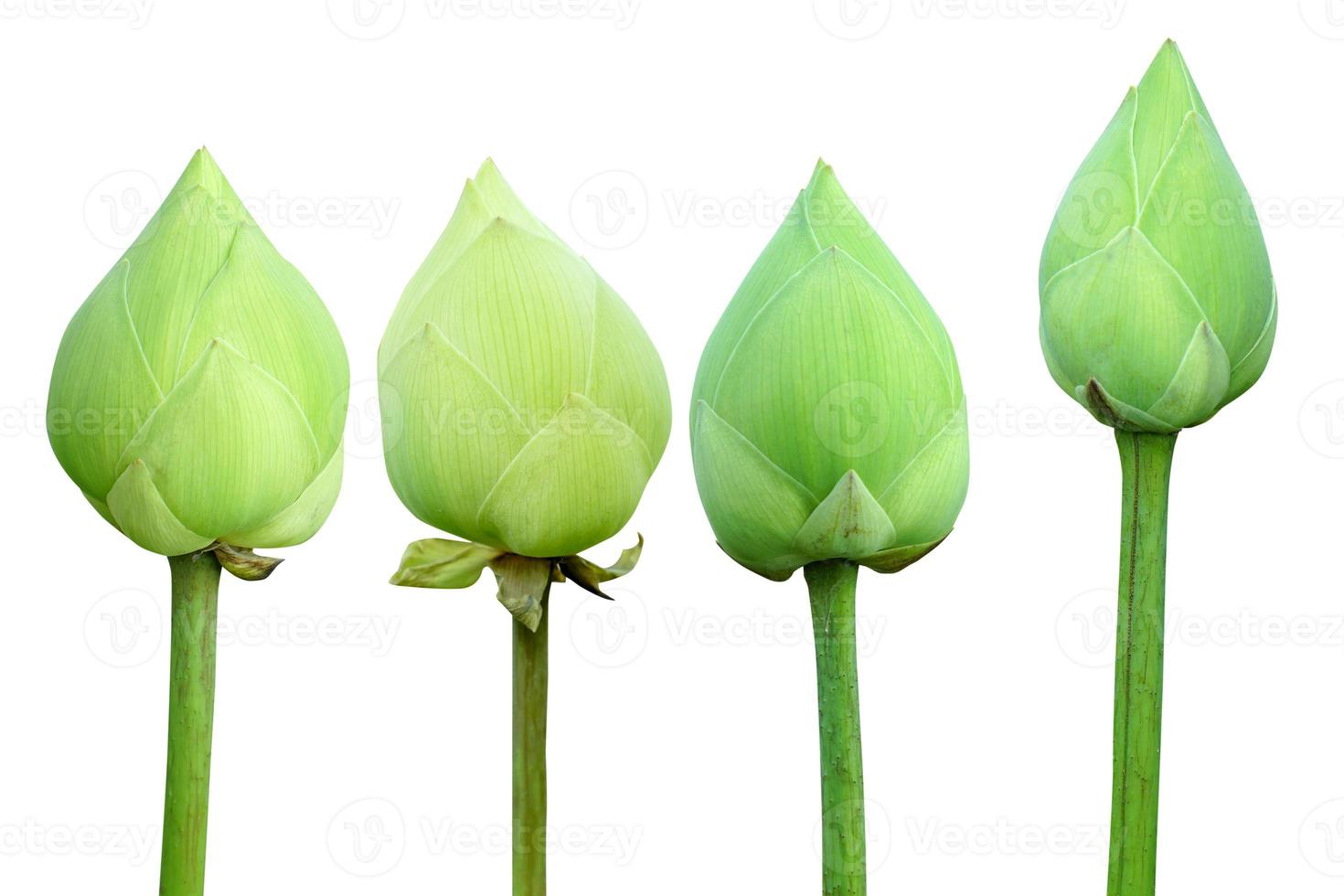 lotus flower on a white background photo