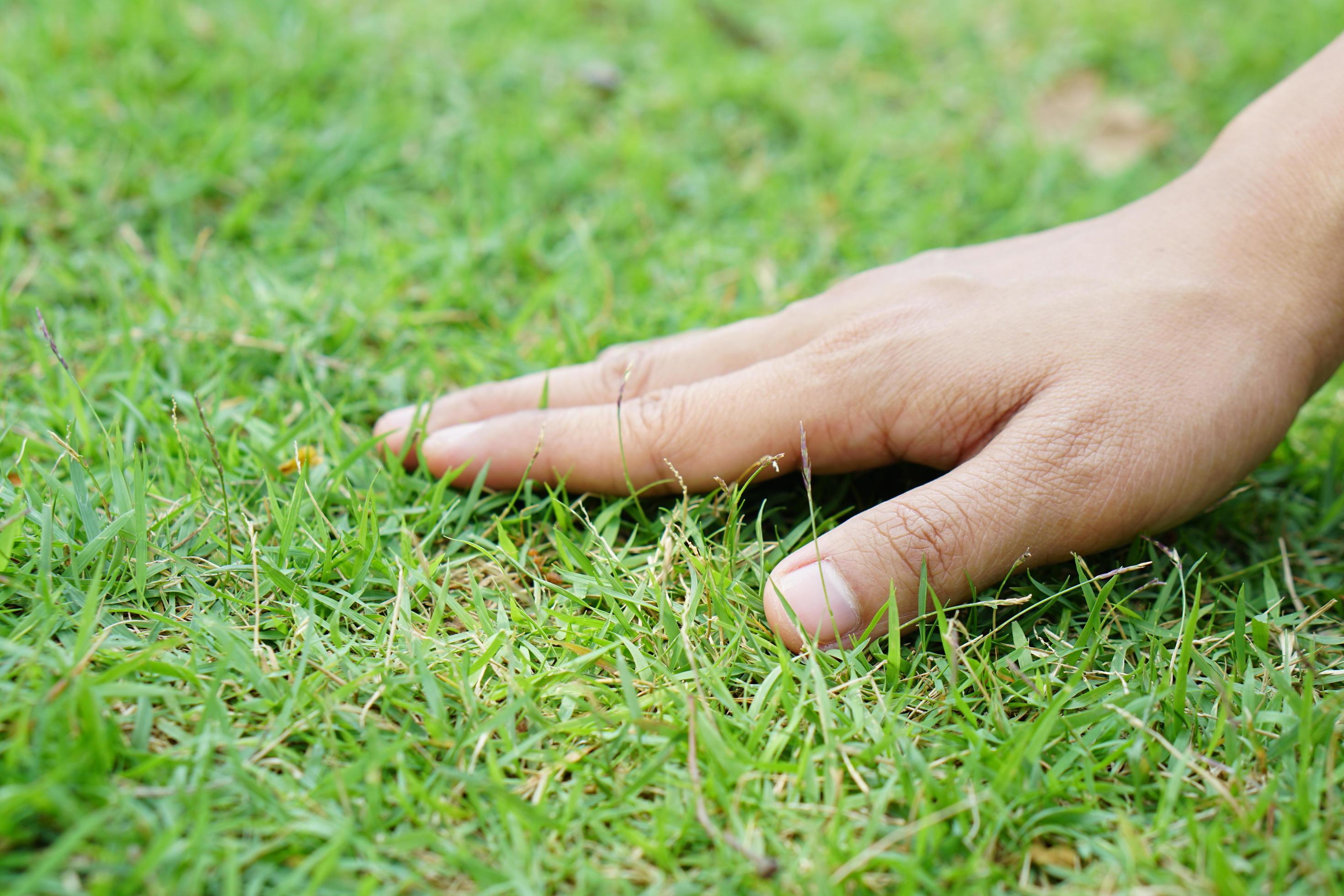 human-hand-touching-grass-and-soil-7285134-stock-photo-at-vecteezy