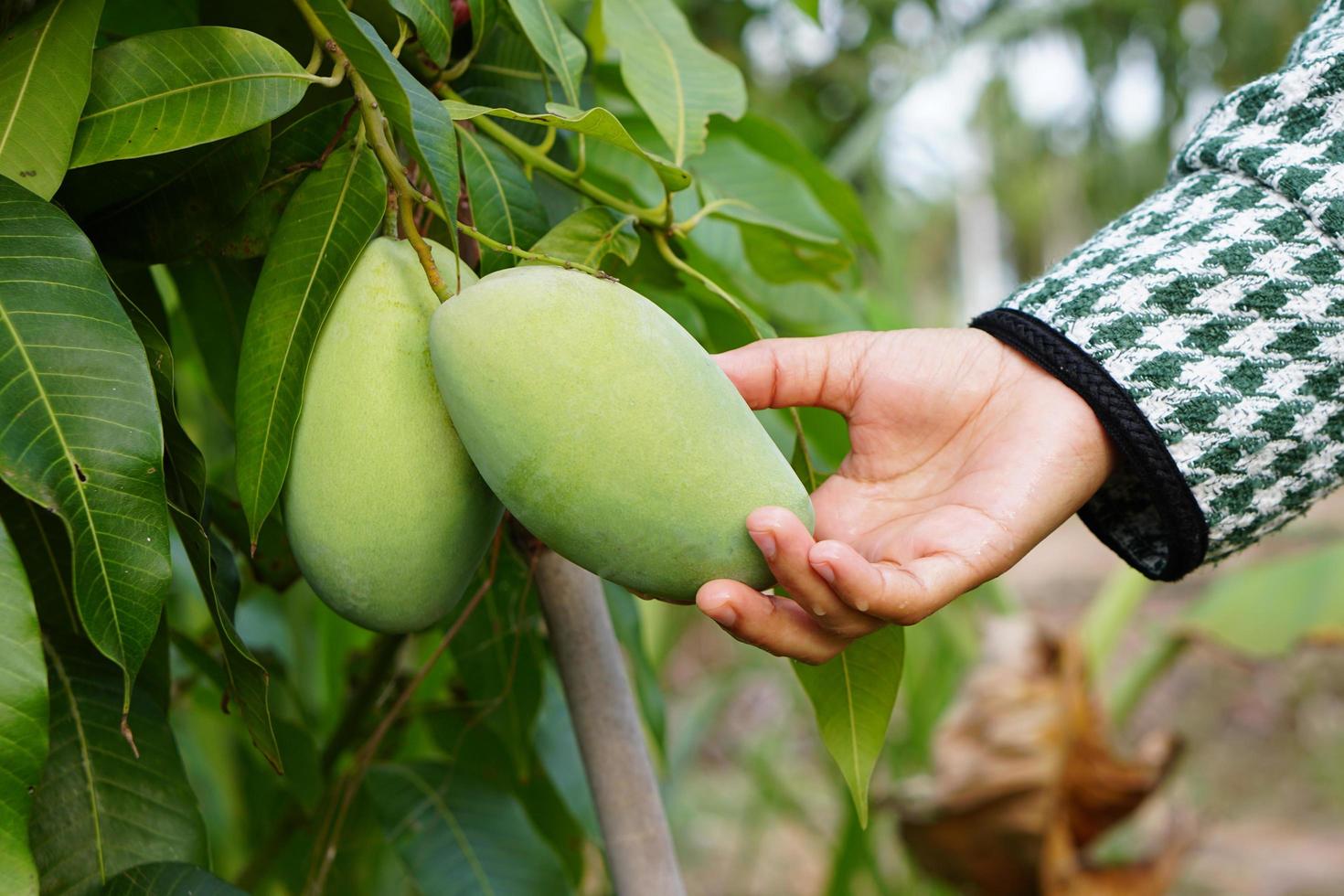 mano de granjero recogiendo mangos en el árbol foto