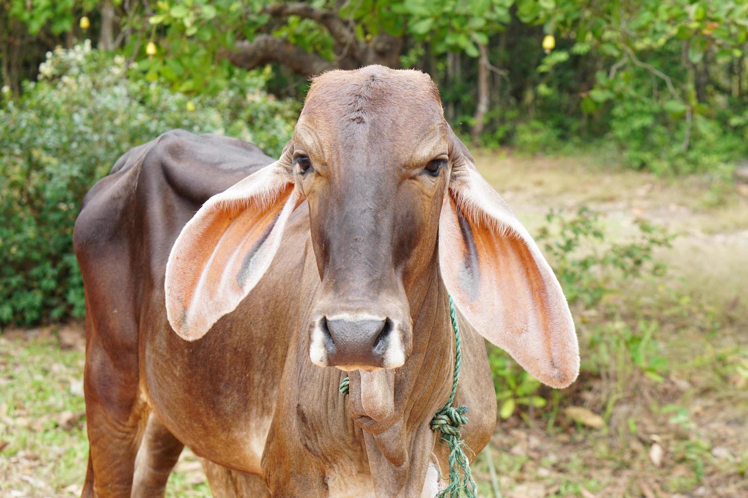 vaca en la ganadería española foto
