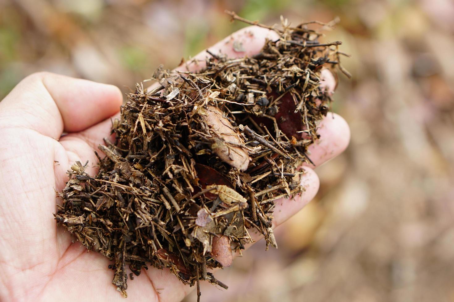 Leaves and branches decompose in human hands. photo