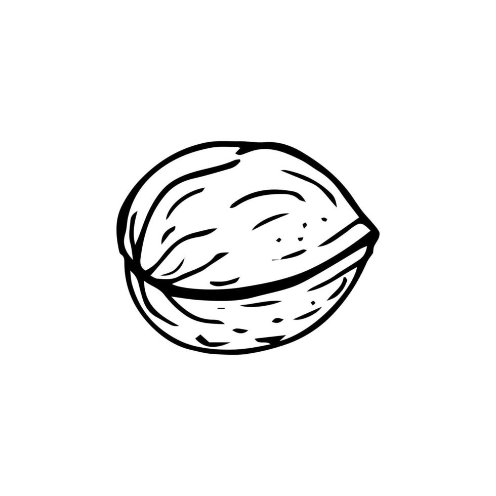 Walnut thin black lines on a white background - Vector