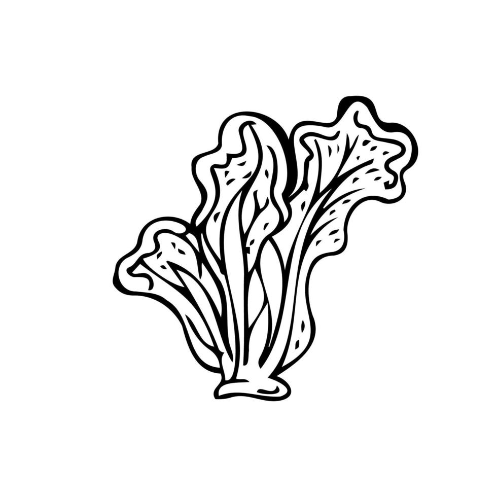 Lettuce leaves thin black lines on a white background Vector 7285511
