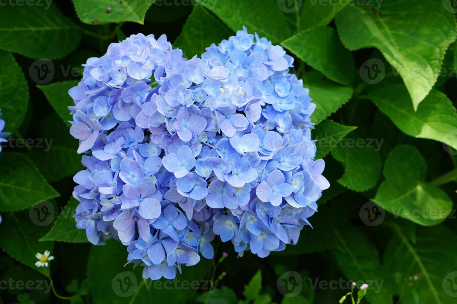 Beautiful hydrangeas in the garden photo