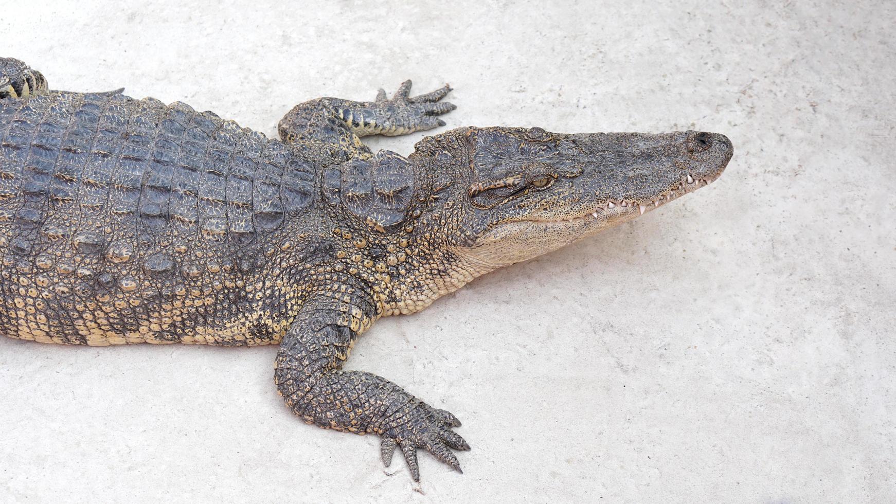 Freshwater or Siamese Crocodile, Crocodylus siamensi , baby crocodile lie down on the cement floor. photo