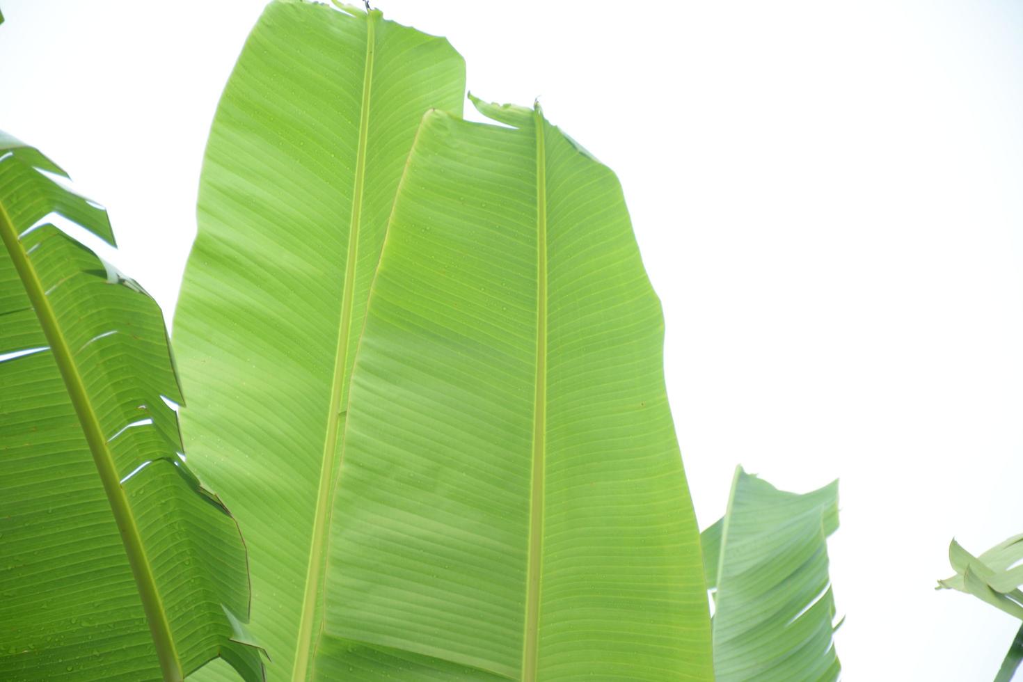 fresh green banana leaf photo