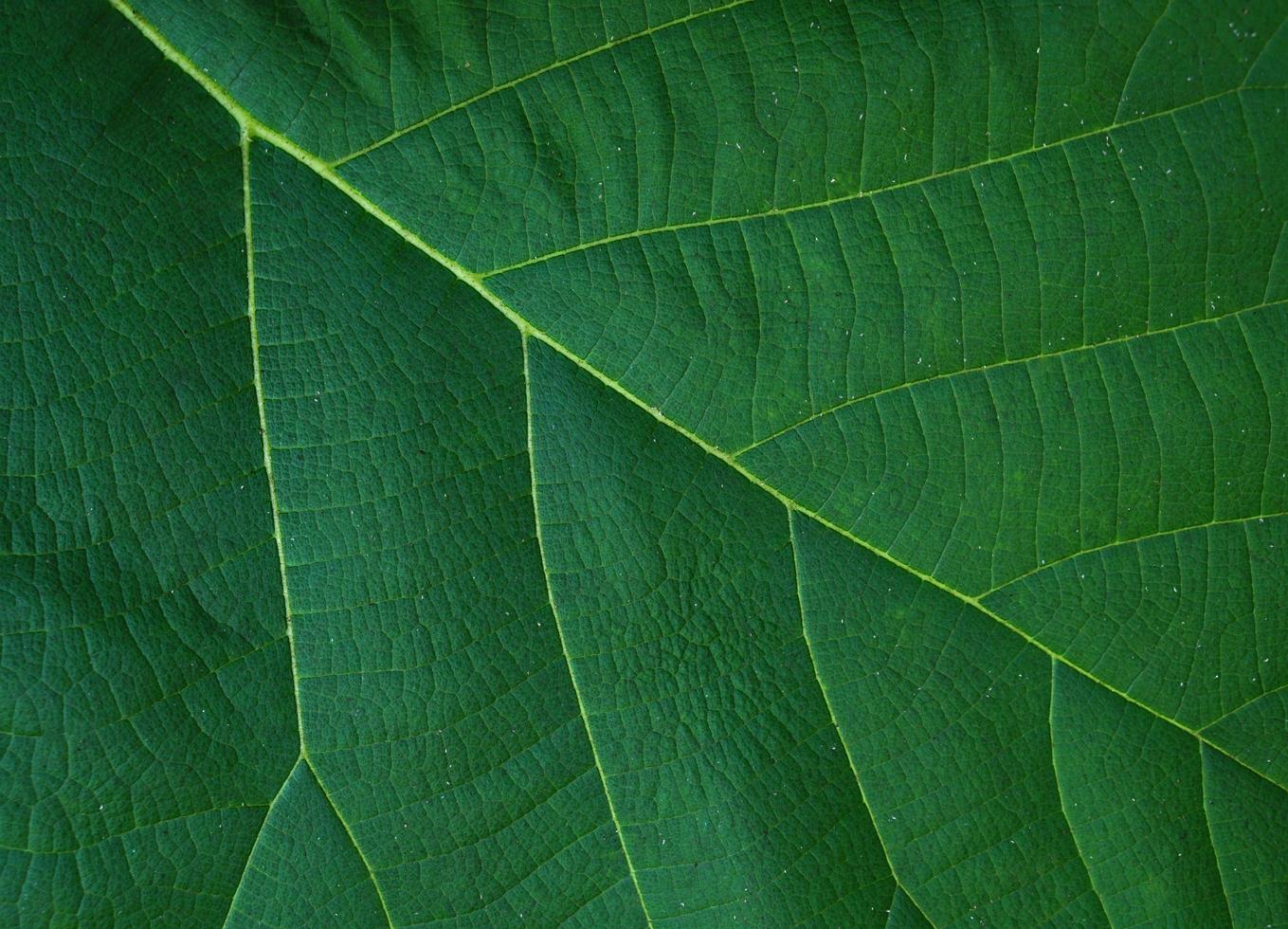 green leaf background with a beautiful leaf border pattern photo