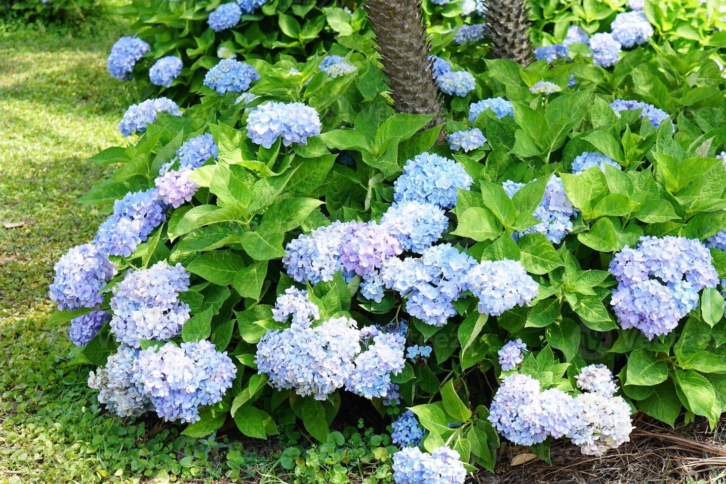 Beautiful hydrangeas in the garden photo