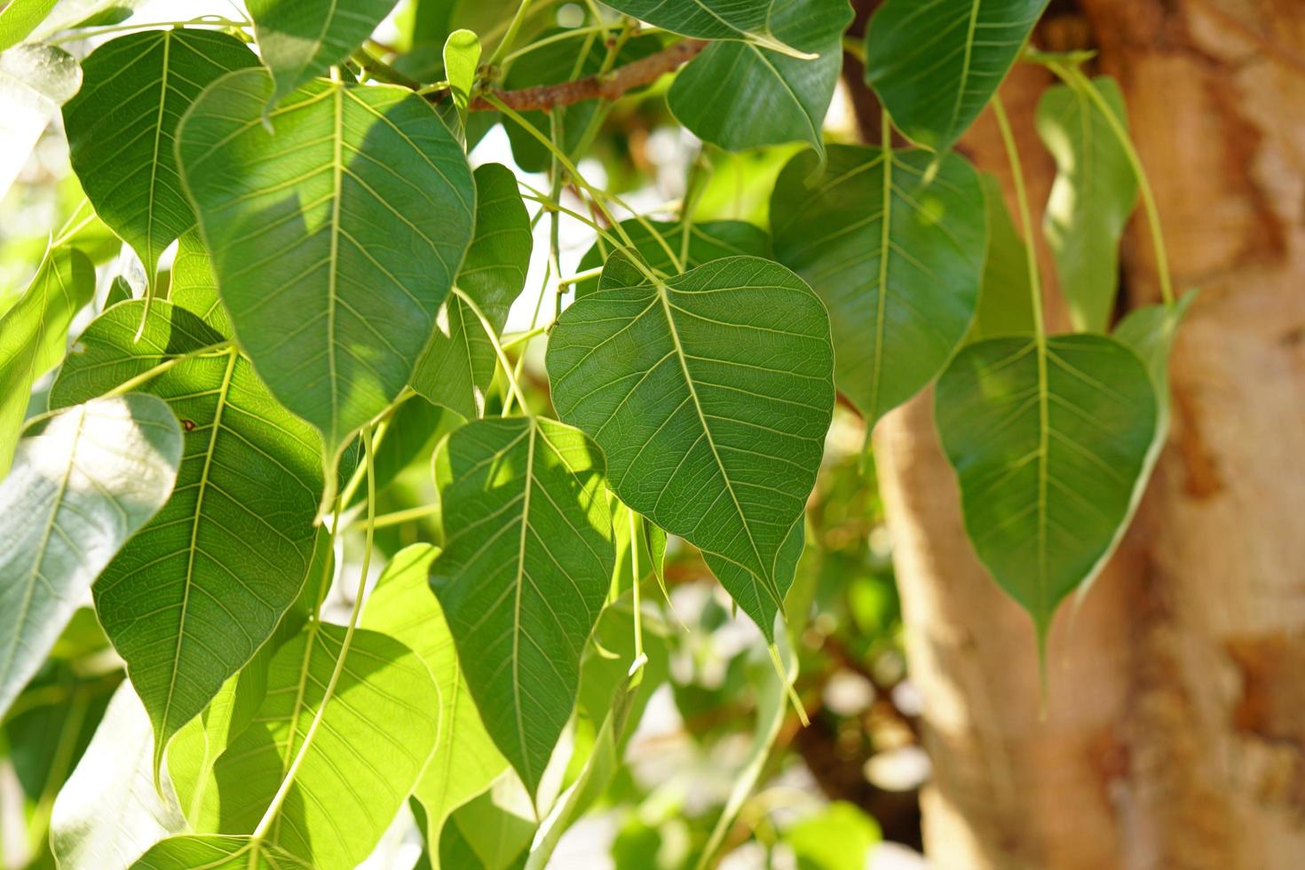 green bodhi leaf background The tree where the Buddha passed photo